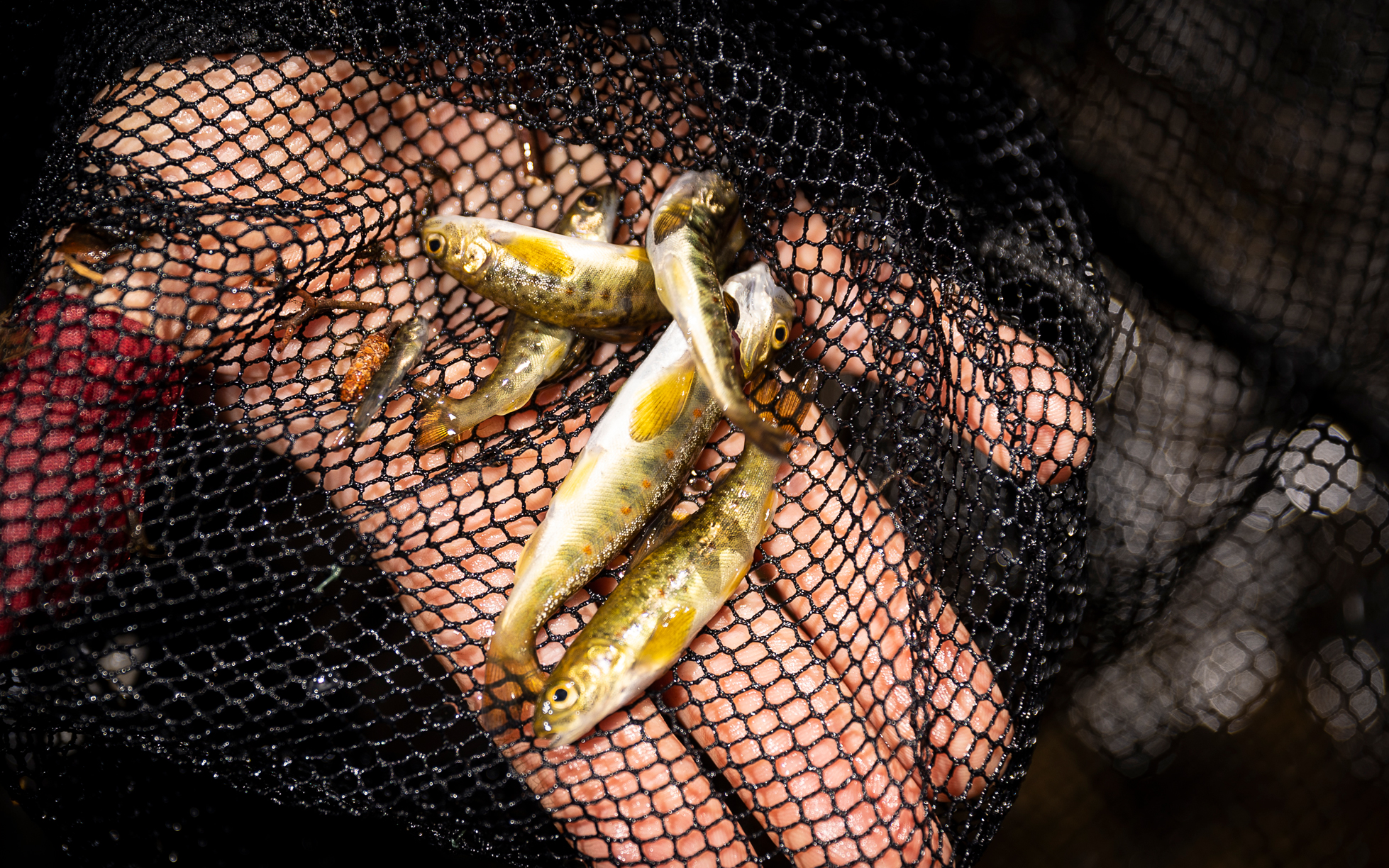 The young salmon get a better start in life after the measures.
Photo: Mathias Arnham.