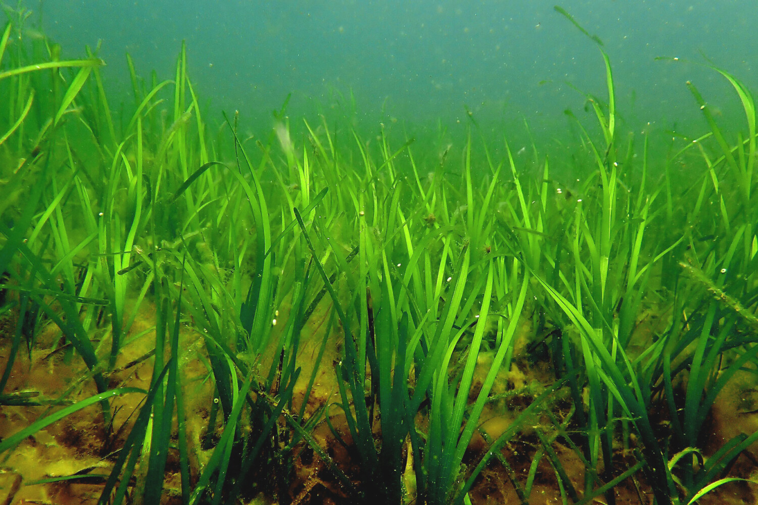 Ålgräsplantor vajar i vattnet.