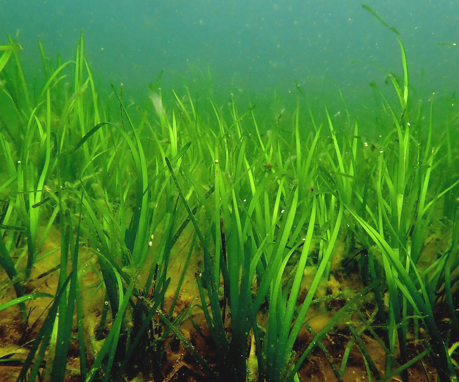 Ålgräsplantor vajar i vattnet.