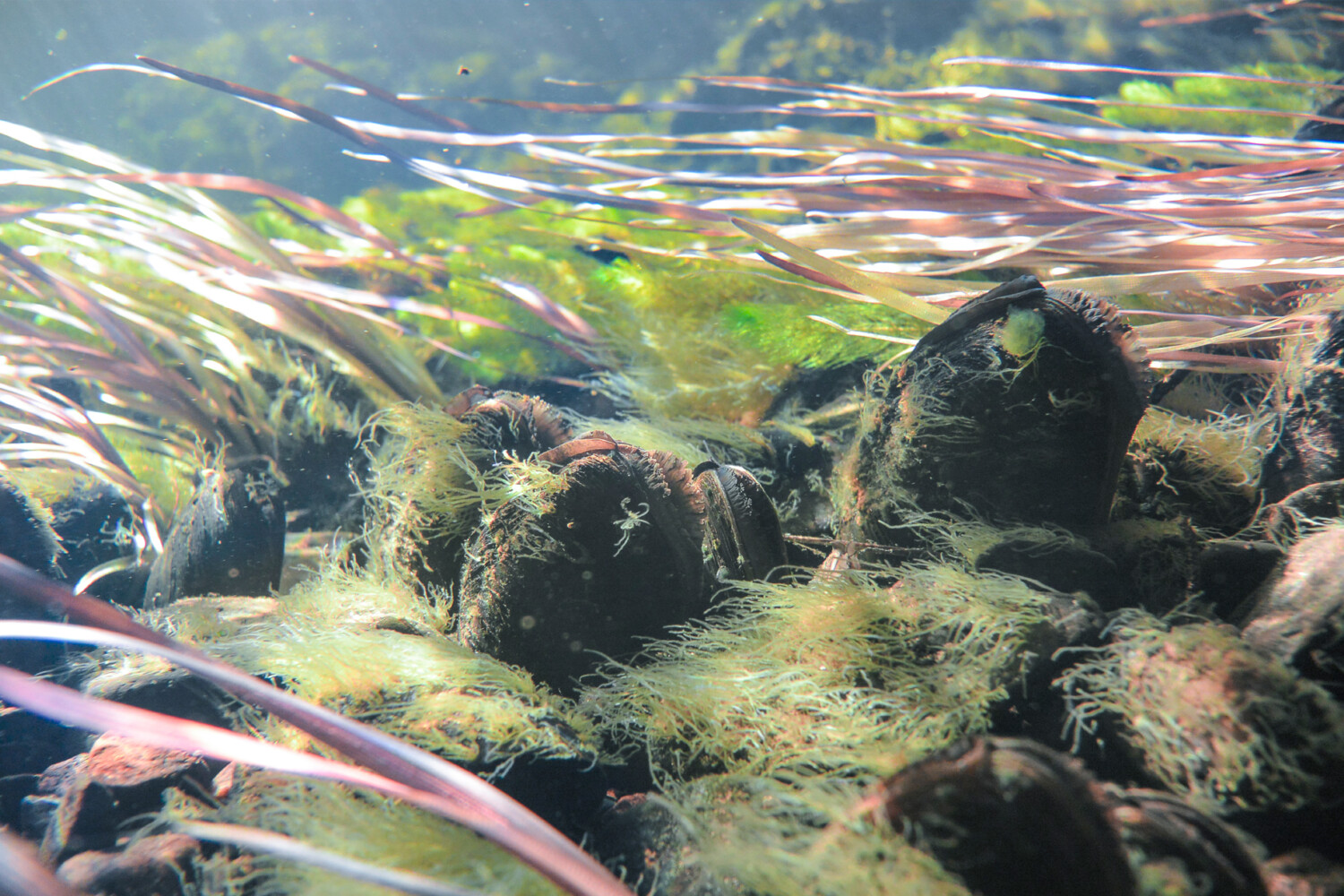 Flodpärlmusslan kan rena upp till 40 liter vatten varje dag.
