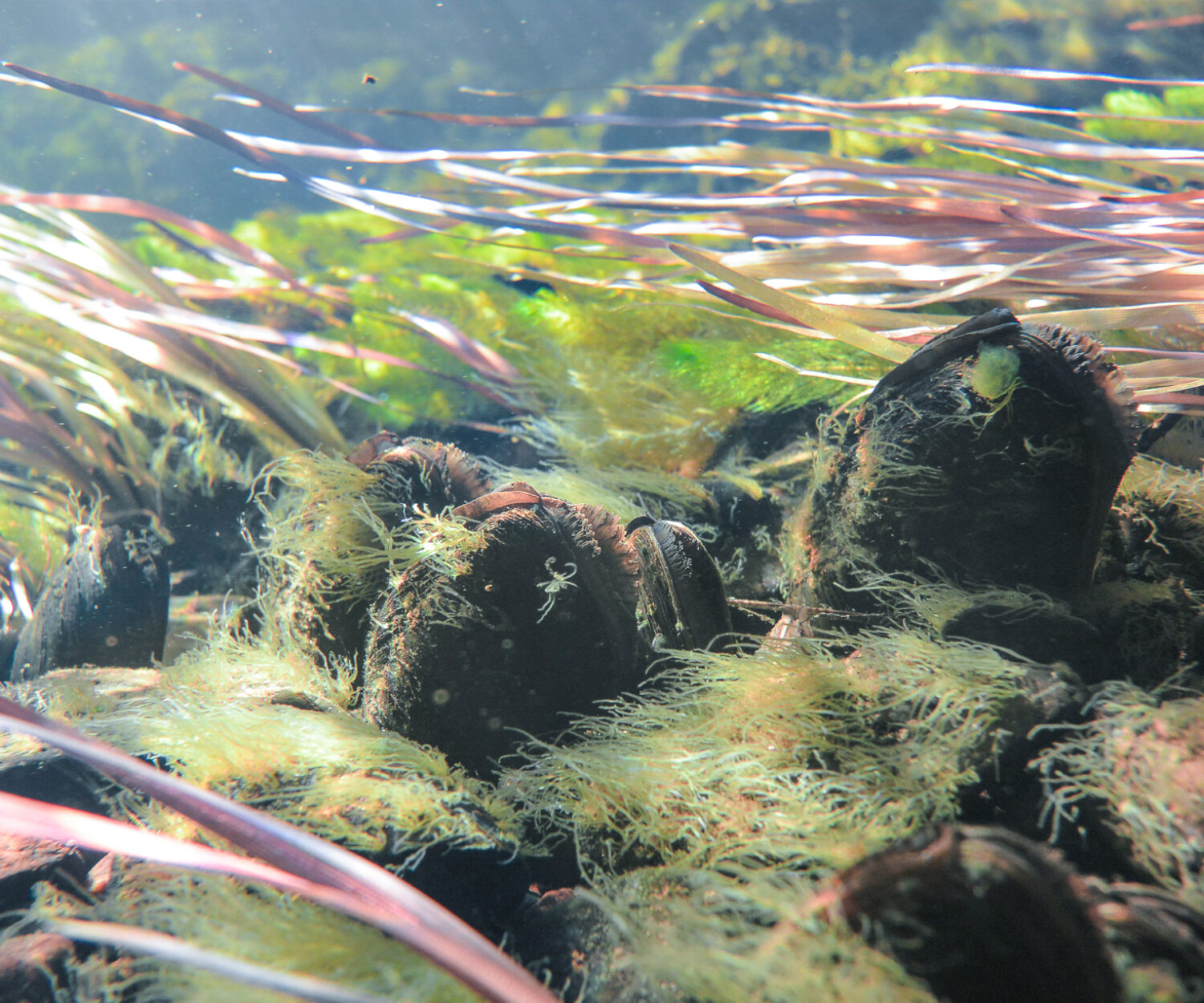 Flodpärlmusslan kan rena upp till 40 liter vatten varje dag.