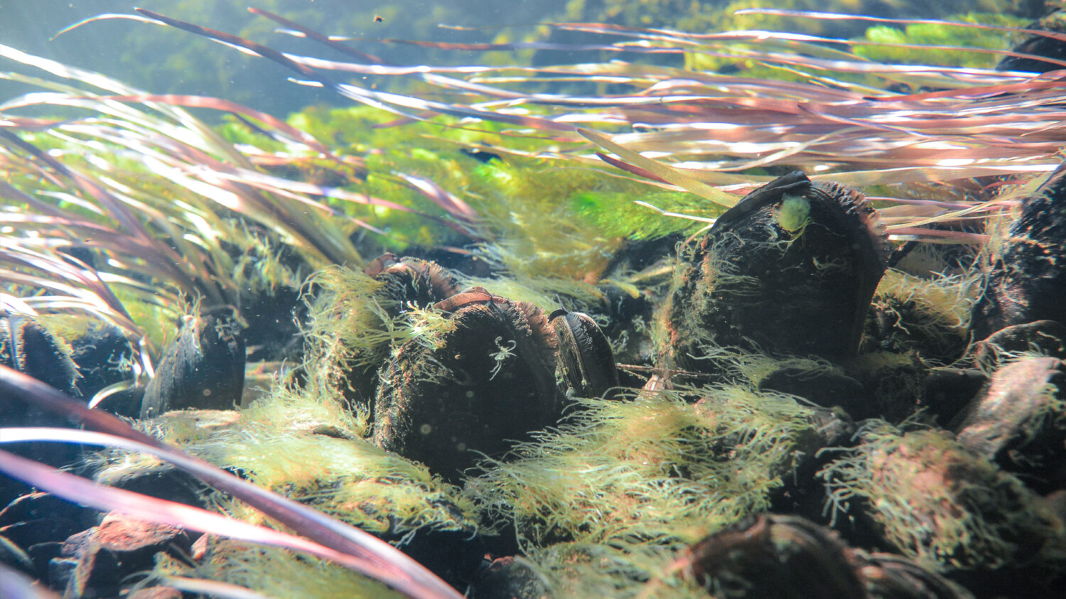 Flodpärlmusslan kan rena upp till 40 liter vatten varje dag.