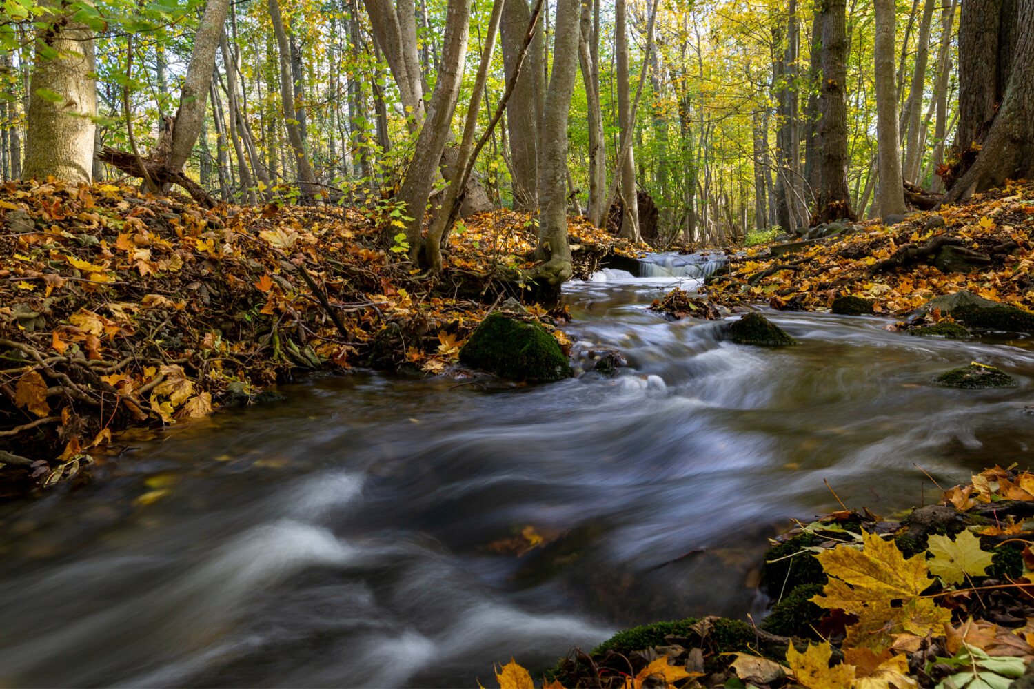 Målarterna i projektet är bland annat flodpärlmussla och lax. Foto Nicka Hellenberg.