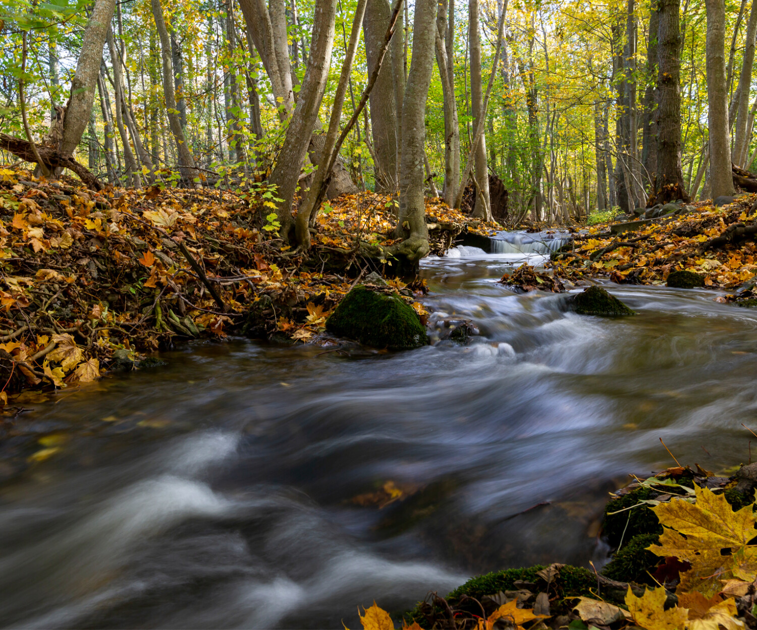 Målarterna i projektet är bland annat flodpärlmussla och lax. Foto Nicka Hellenberg.