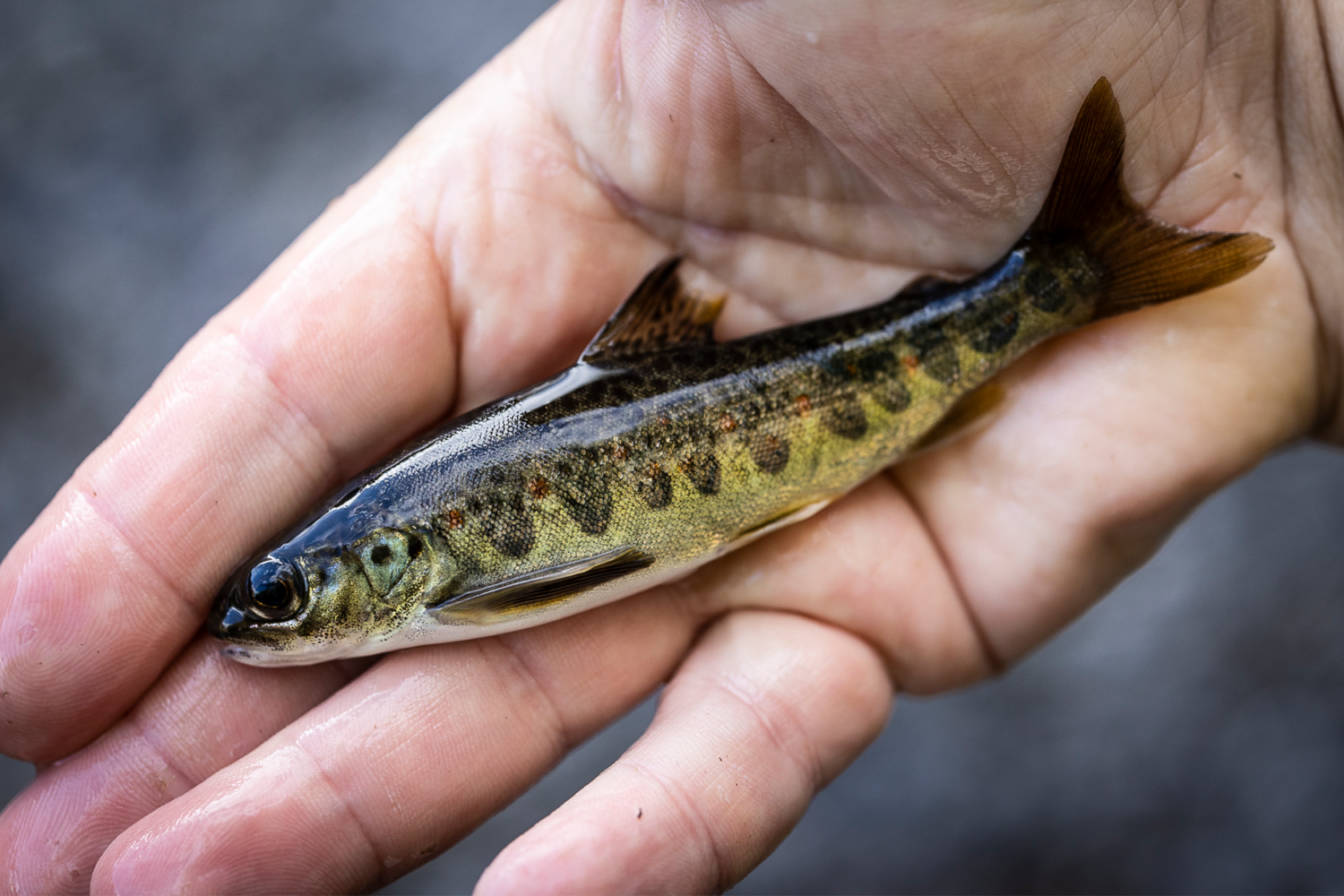 En ung lax. Foto: Mathias Arnham.