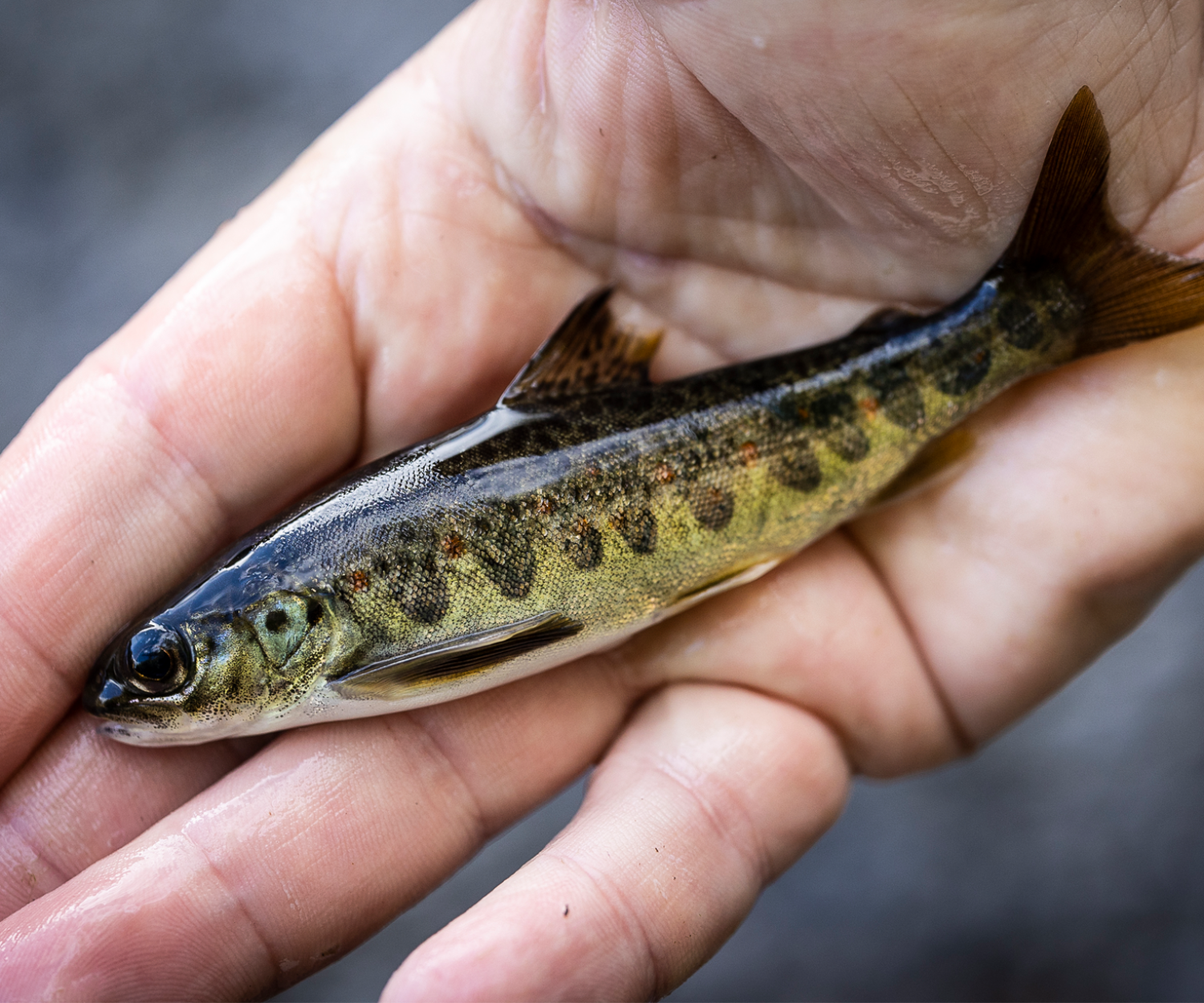 En ung lax. Foto: Mathias Arnham.