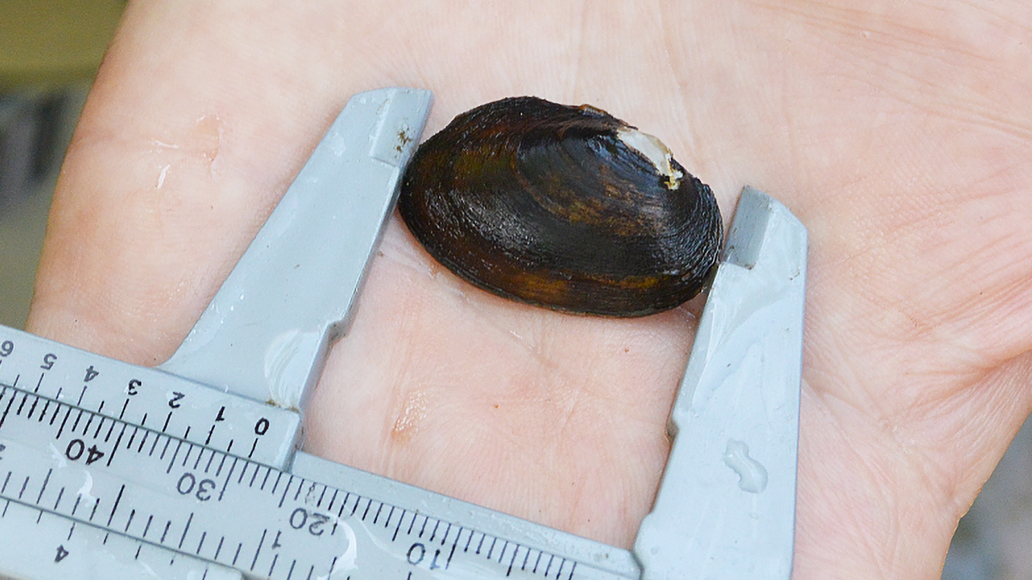 Sportfiskarna ser till att...