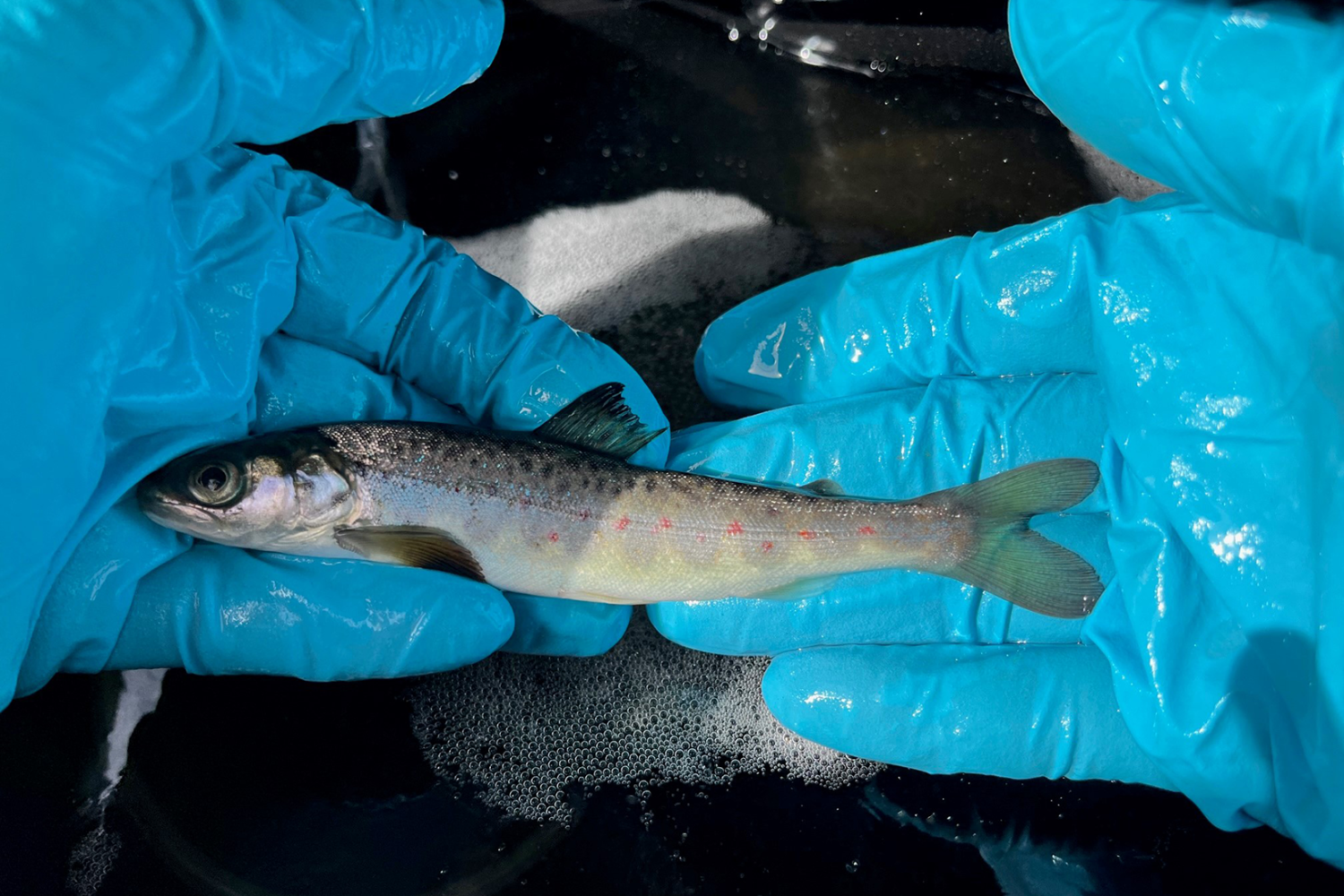 PIT-tag marking of salmon smolts will be done in the project.