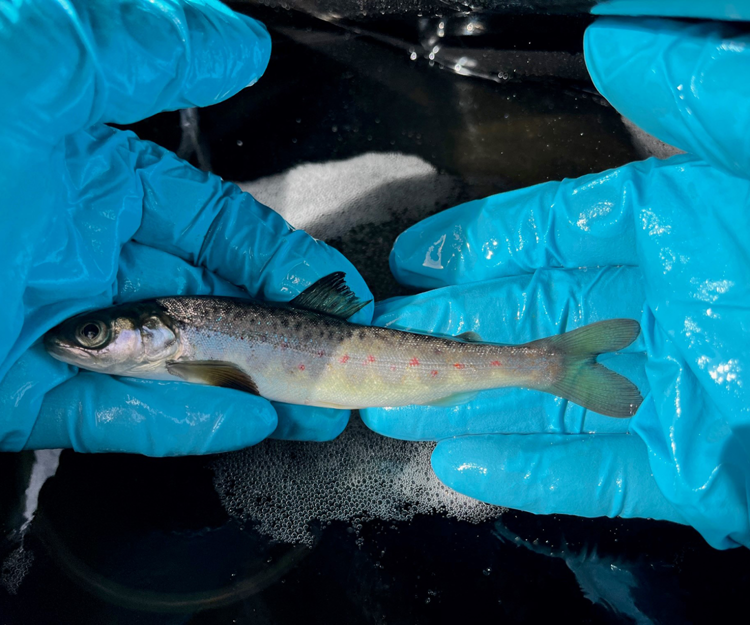 PIT-tag marking of salmon smolts will be done in the project.