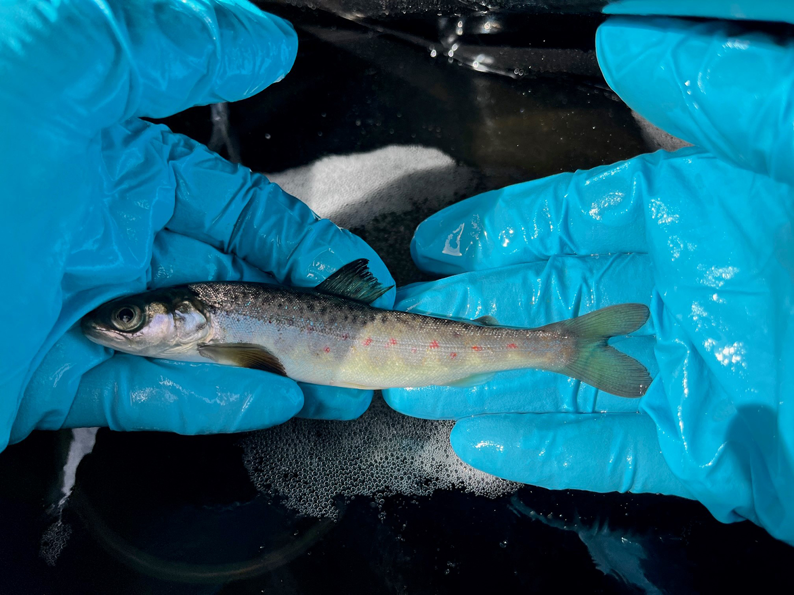 PIT-tag marking of salmon smolts will be done in the project