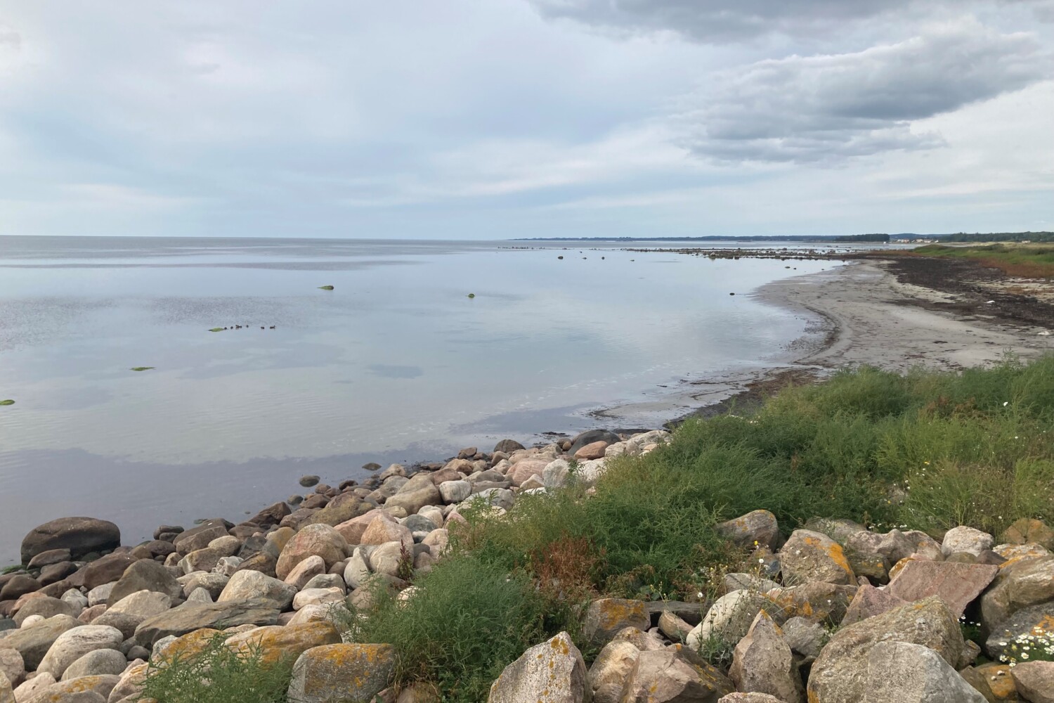 Skälderviken i Skåne med stenar i förgrunden som illustrerar att sten från kusten har försvunnit genom "stenfiske" och stenreven behöver återställas för att få tillbaka de livsmiljöer som försvunnit.