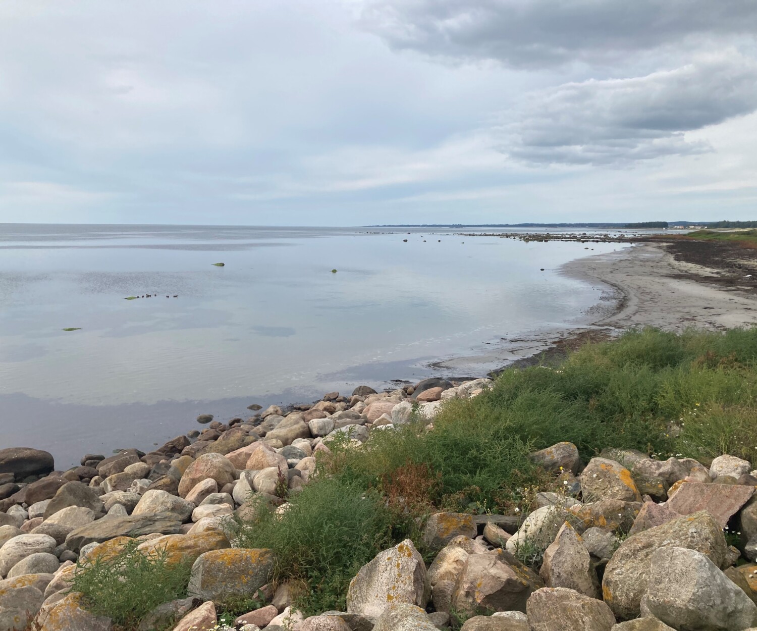 Skälderviken i Skåne med stenar i förgrunden som illustrerar att sten från kusten har försvunnit genom "stenfiske" och stenreven behöver återställas för att få tillbaka de livsmiljöer som försvunnit.