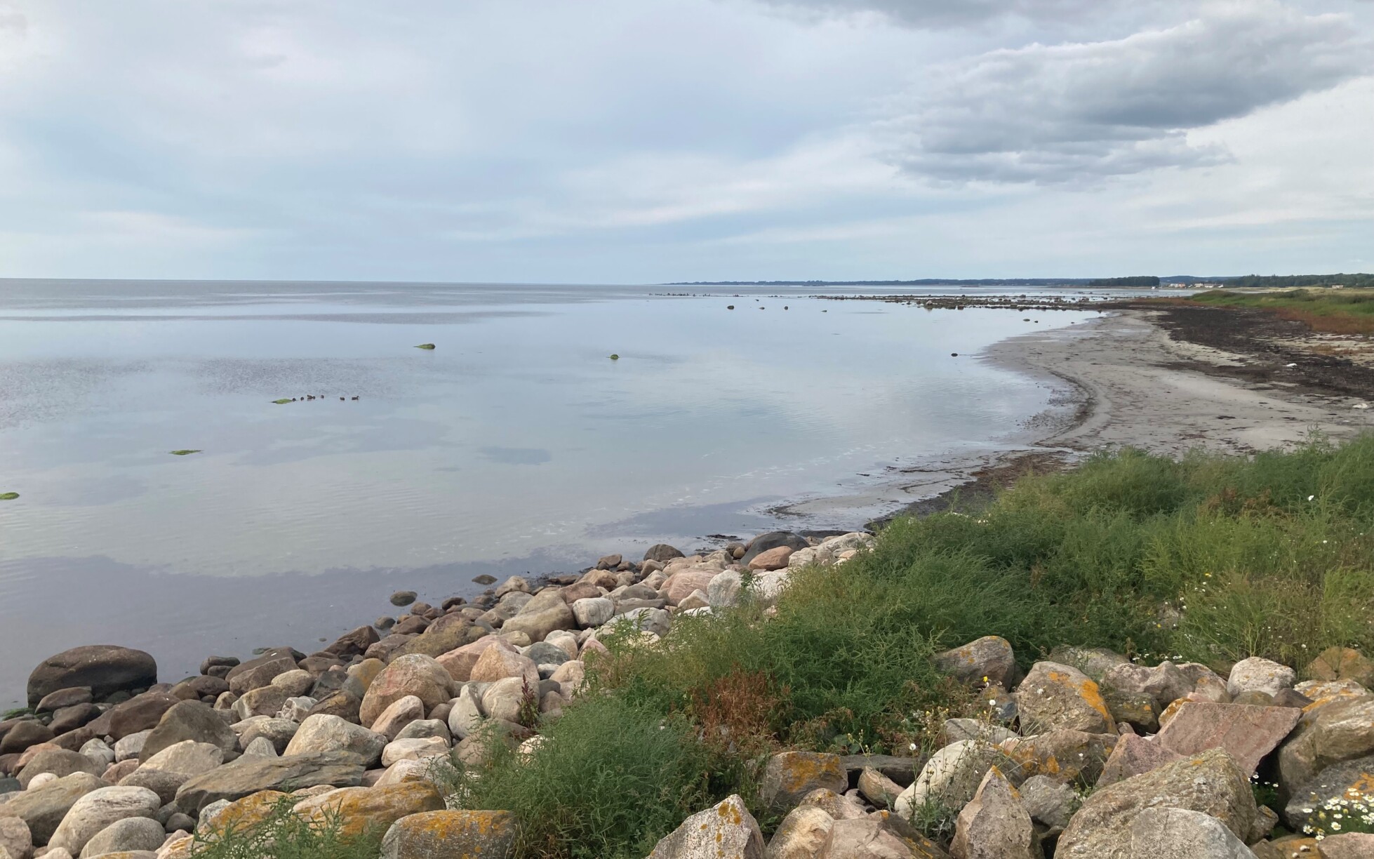 Skälderviken i Skåne med stenar i förgrunden som illustrerar att sten från kusten har försvunnit genom "stenfiske" och stenreven behöver återställas för att få tillbaka de livsmiljöer som försvunnit.