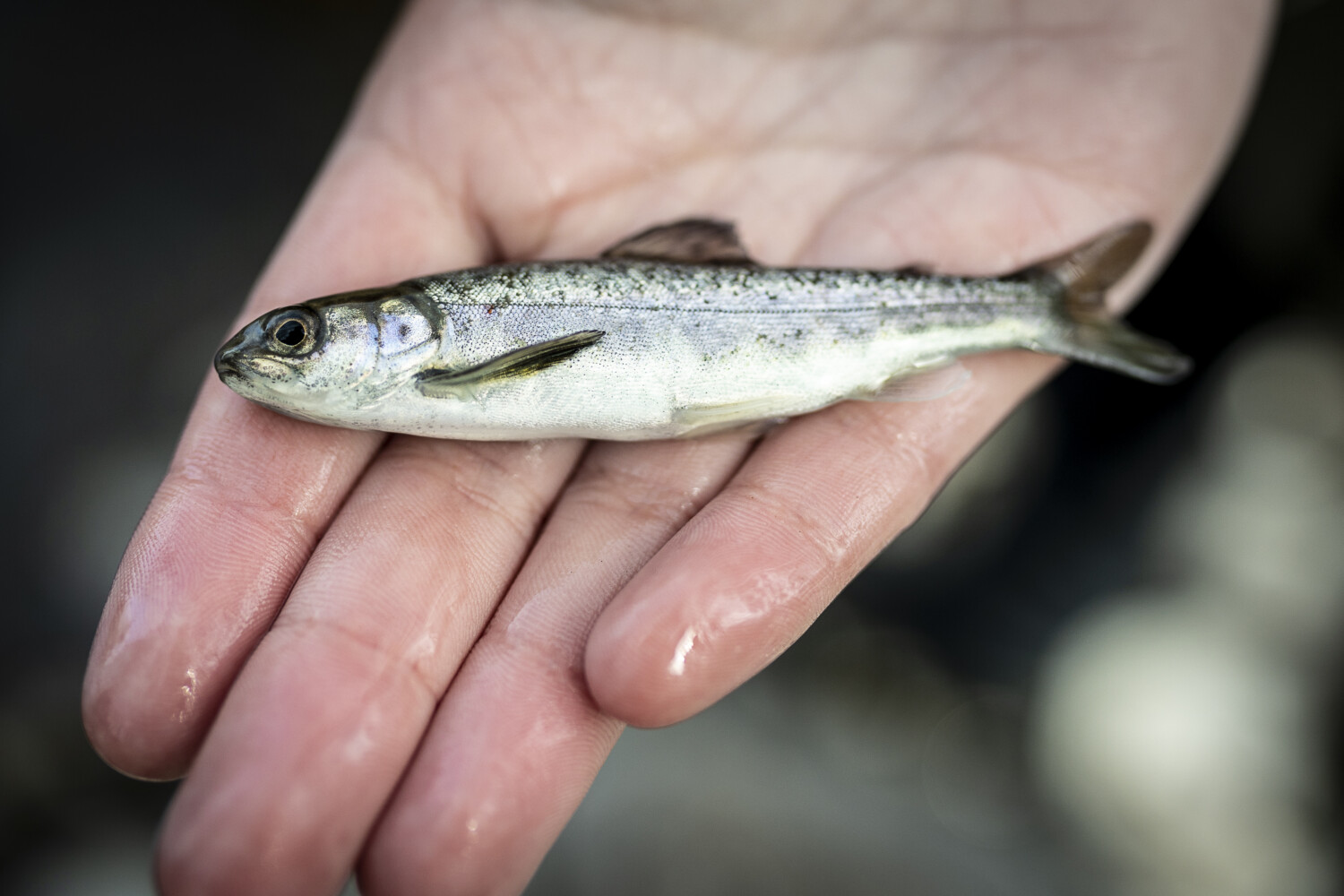 Foto: Mathias Arnham.