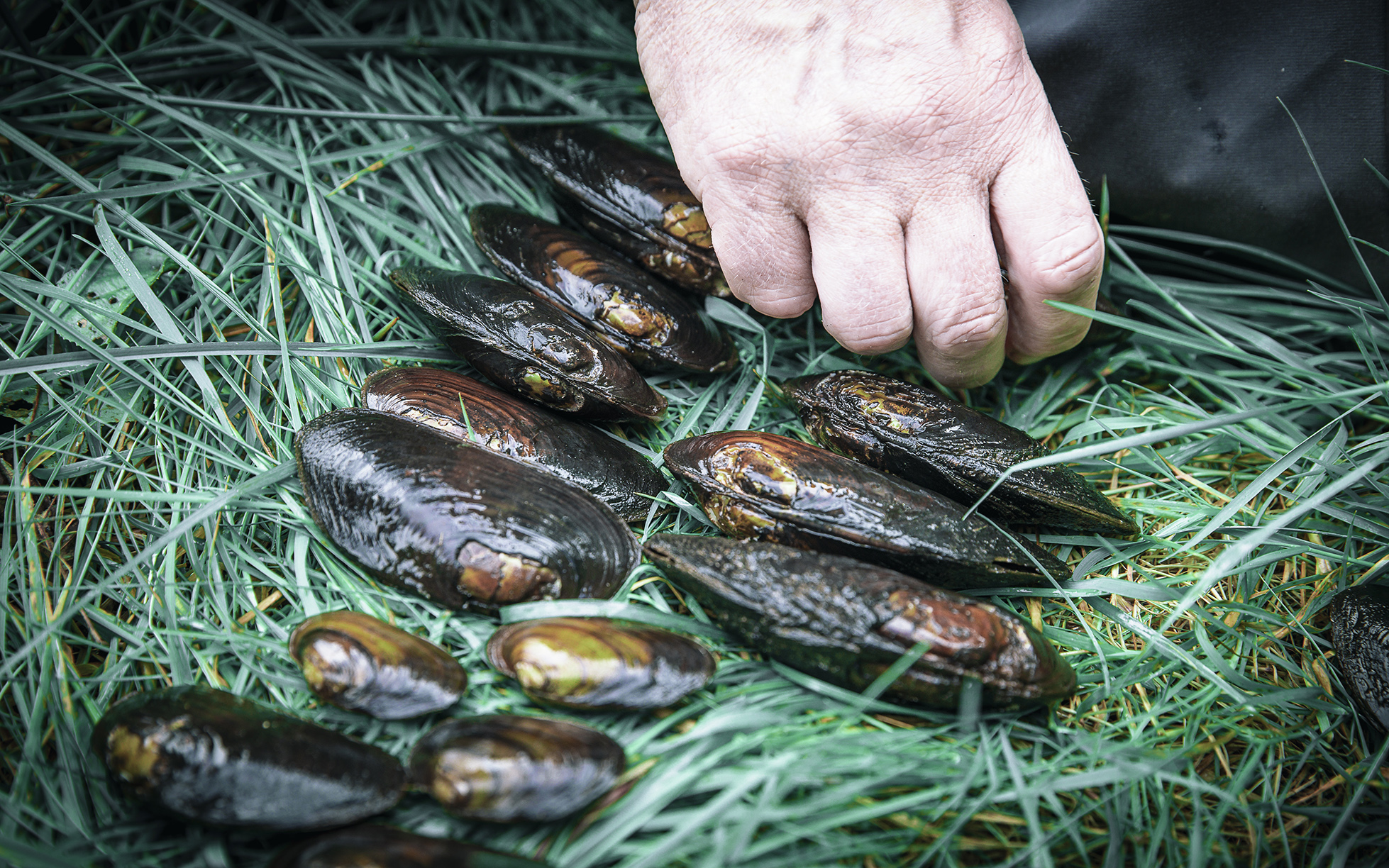 river pearl mussels.
Photo: Mathias Arnham