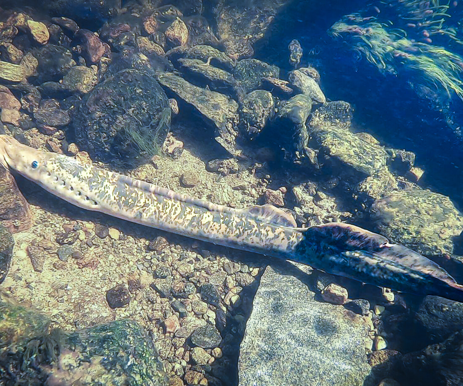 Sea lamprey - photo Daniel Wendeten