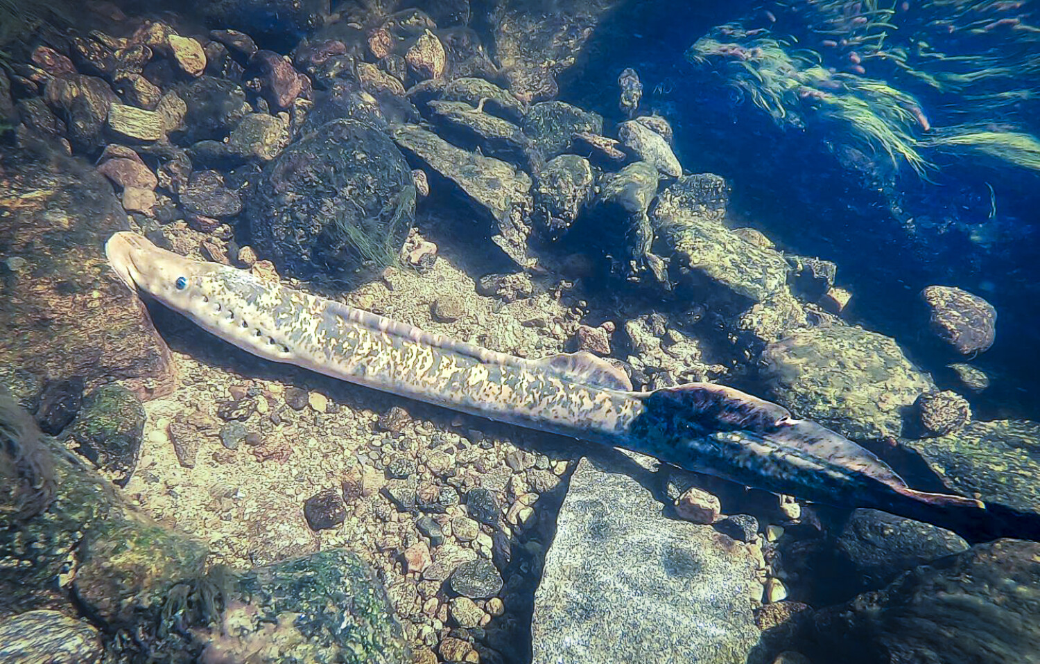 Sea lamprey - photo Daniel Wendeten