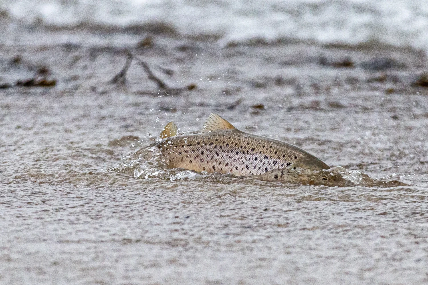 The importance of eelgrass beds for sea trout is under the spotlight. Photo: Nicka Hellenberg
