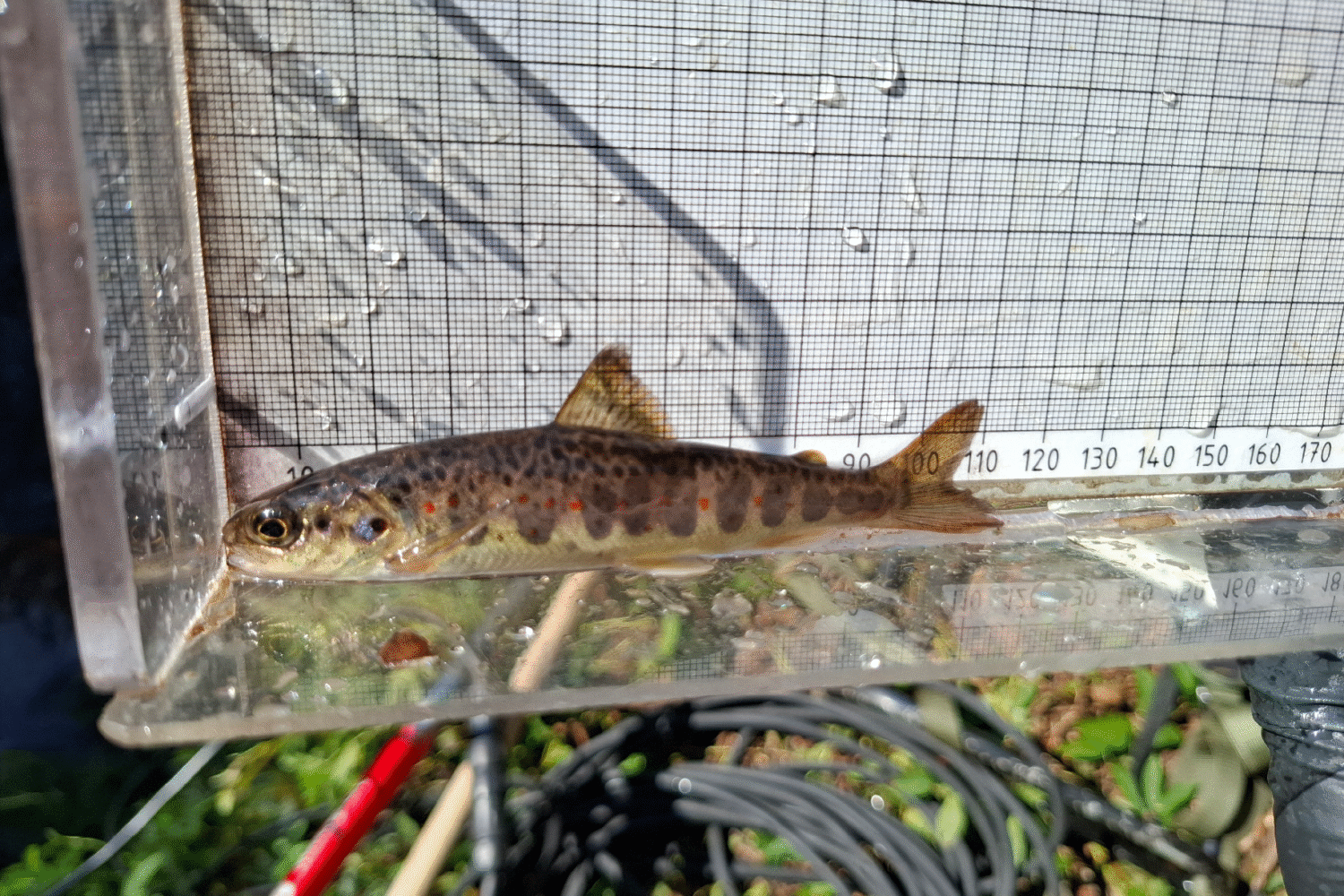 En av fyra juvenila laxar som hittades uppströms det tidigare vandringshindret. Foto: Improve Aquatic LIFE.