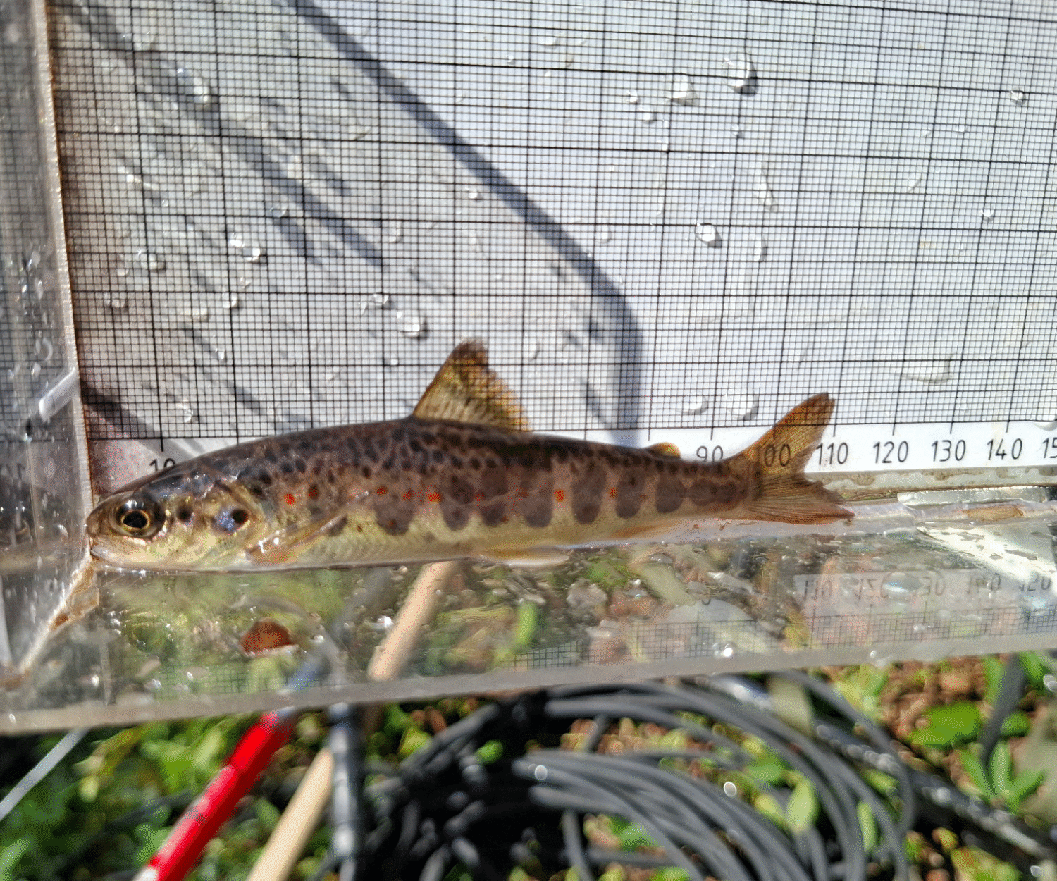 En av fyra juvenila laxar som hittades uppströms det tidigare vandringshindret. Foto: Improve Aquatic LIFE.