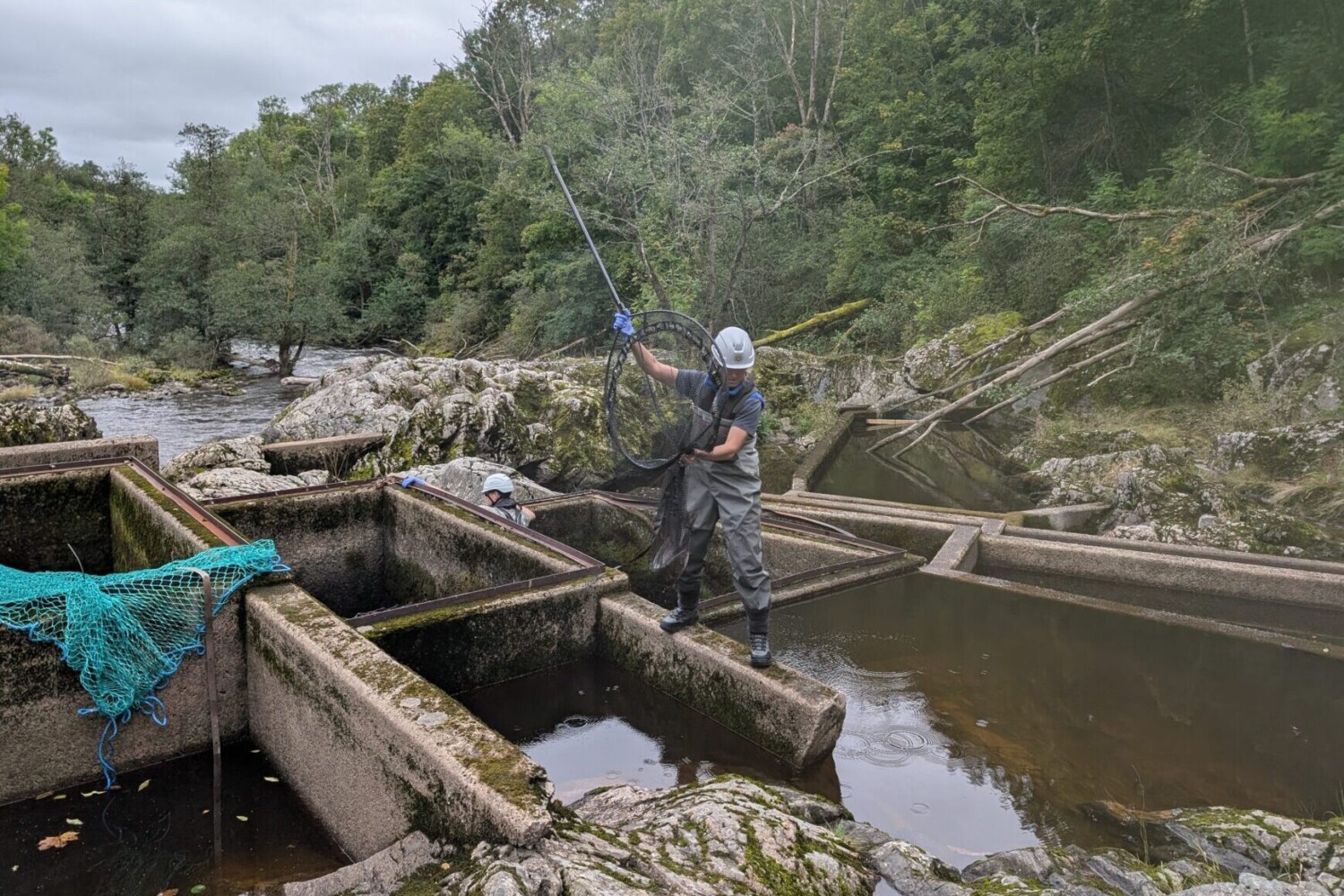 Lisa skyndar iväg med fångad lax…Fotograf: Mikael Ljung.