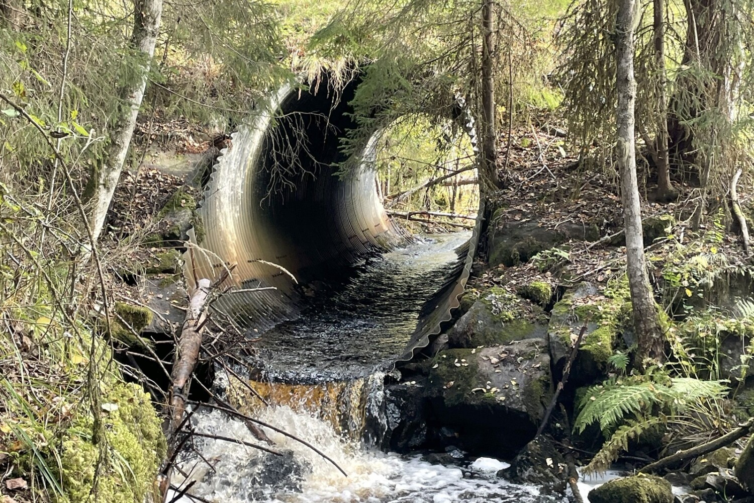 Road culverts obstructing fish migration in the Slusse stream.  