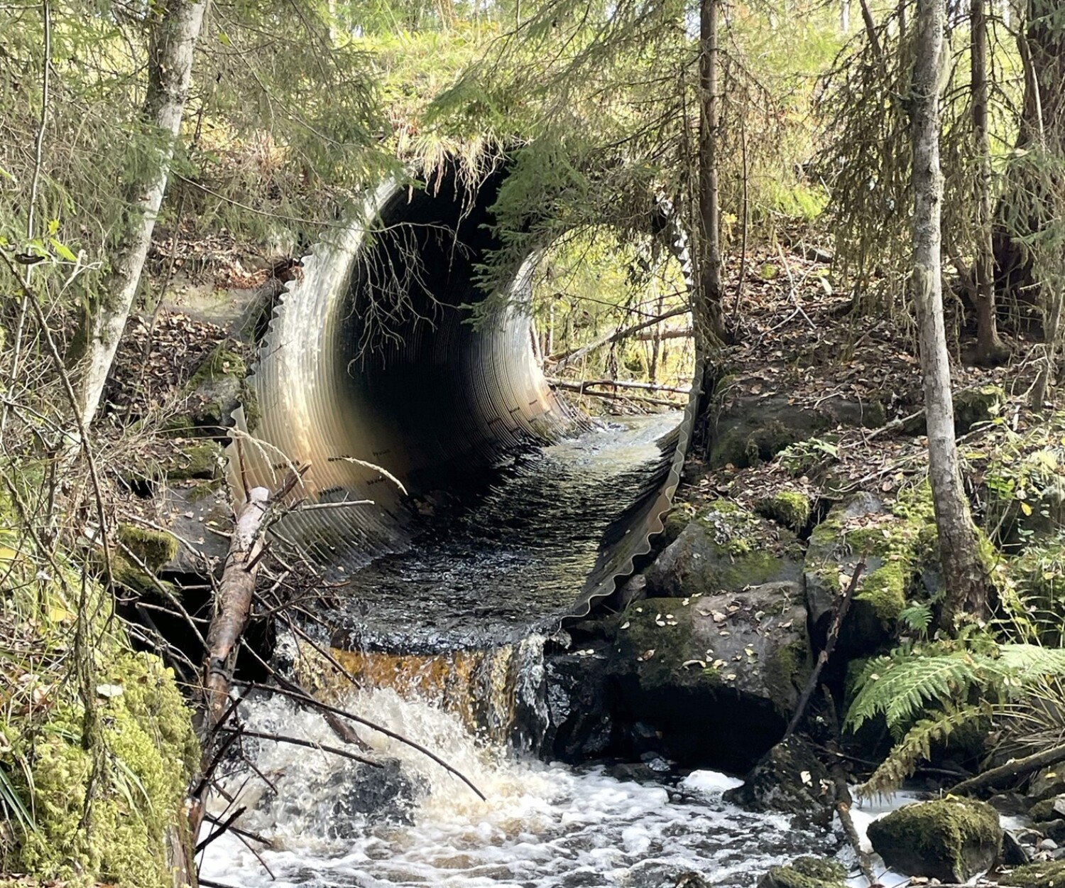 Vägtrumma som hindrar fiskens vandring i Slussebäcken.